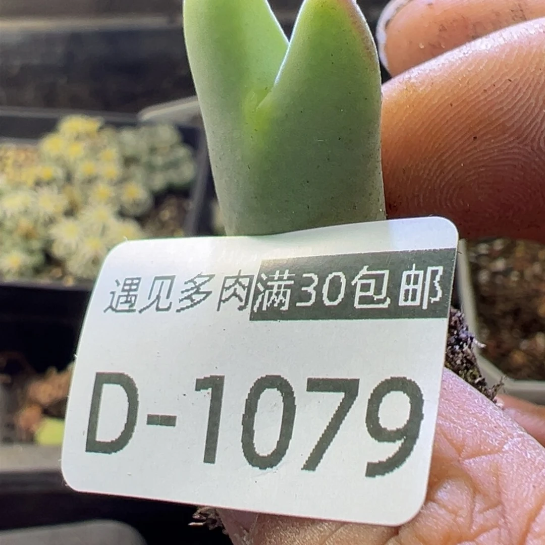 多肉植物11111111111111