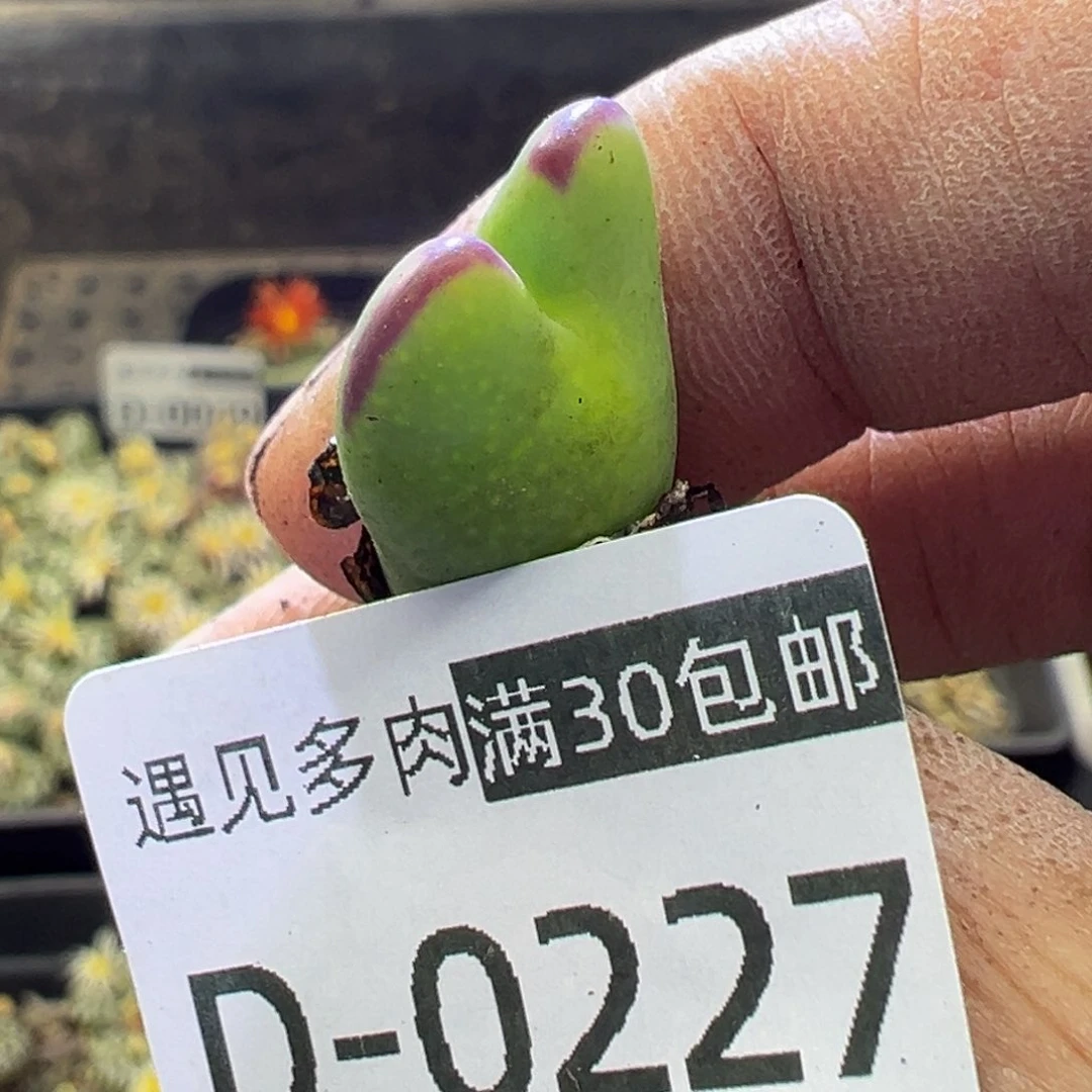 多肉植物111111111111