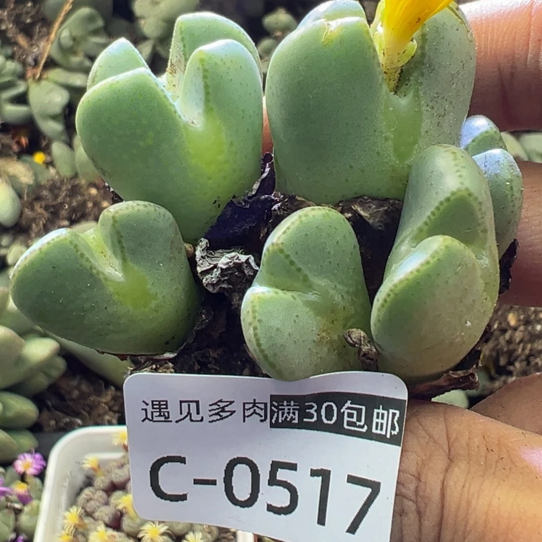 多肉植物111111111111