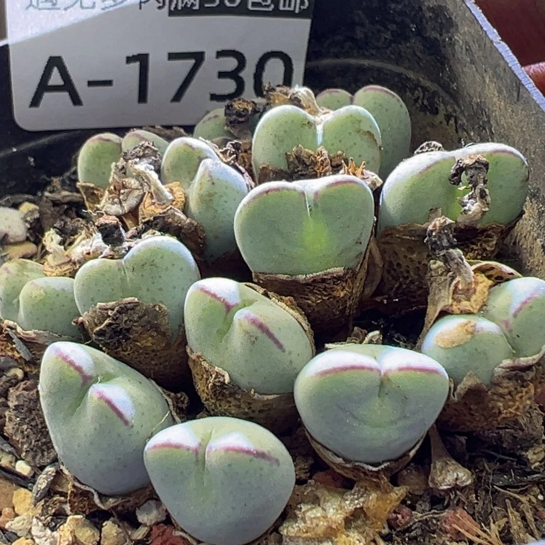 多肉植物111111111111111