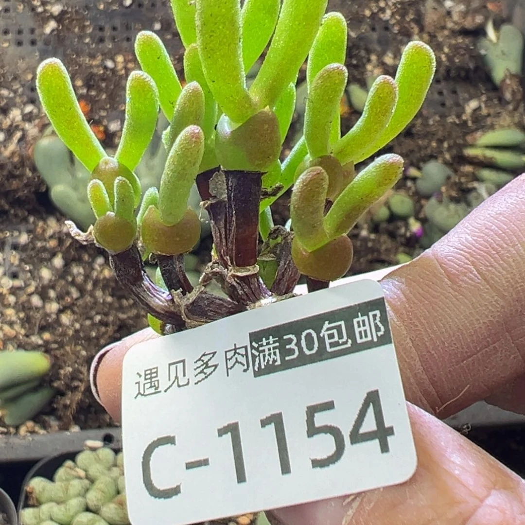 多肉植物111111111111