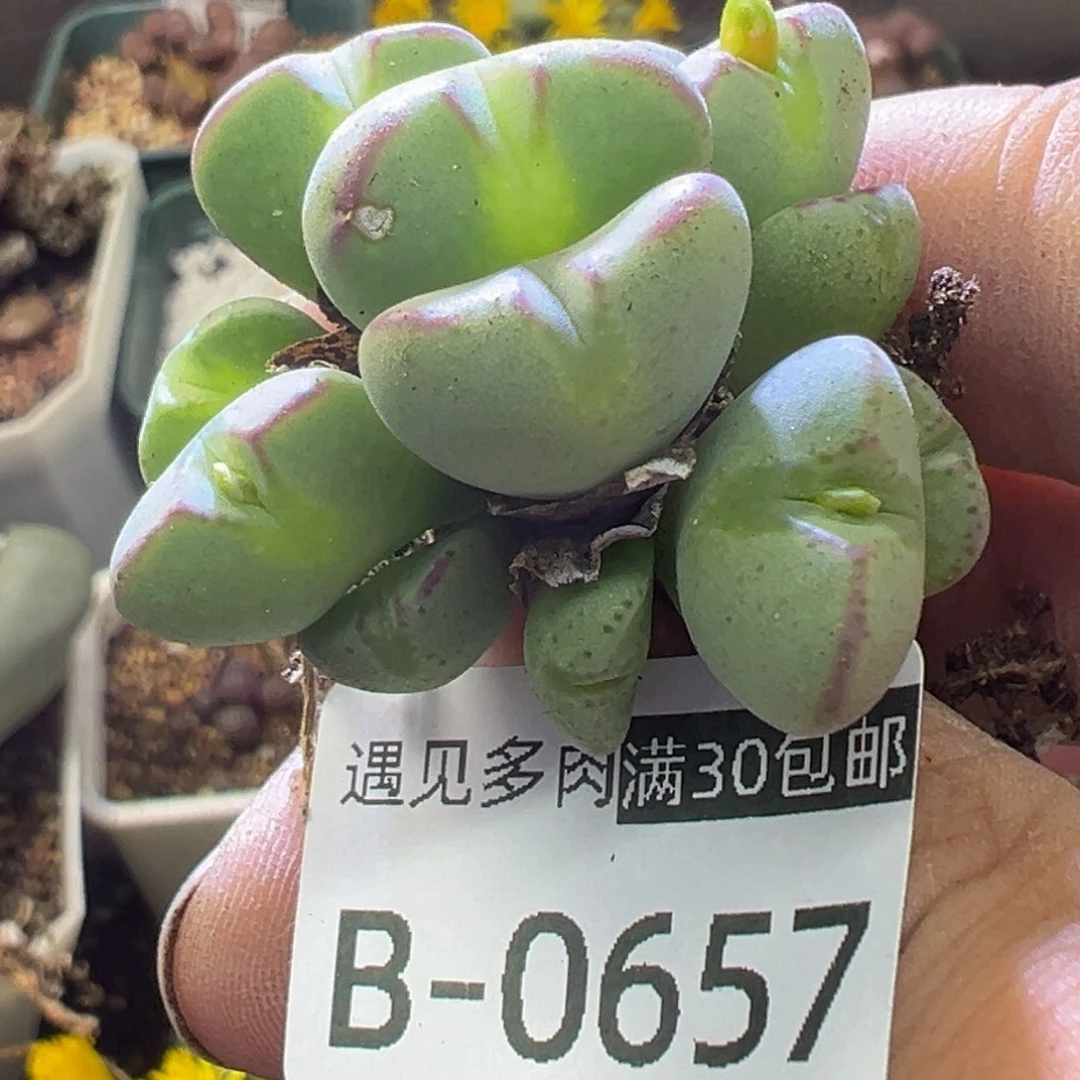多肉植物111111111111111