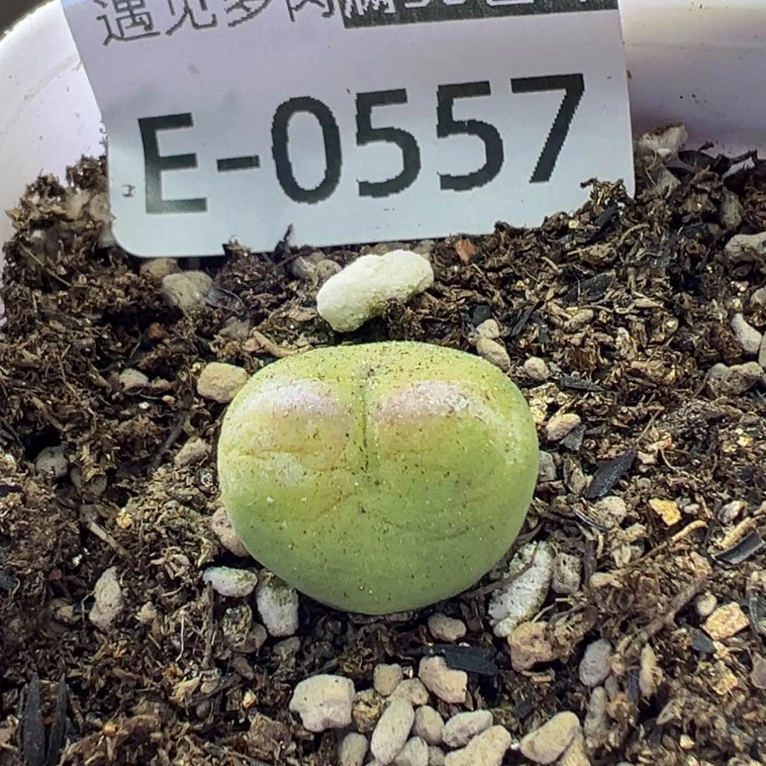 多肉植物11111111111111