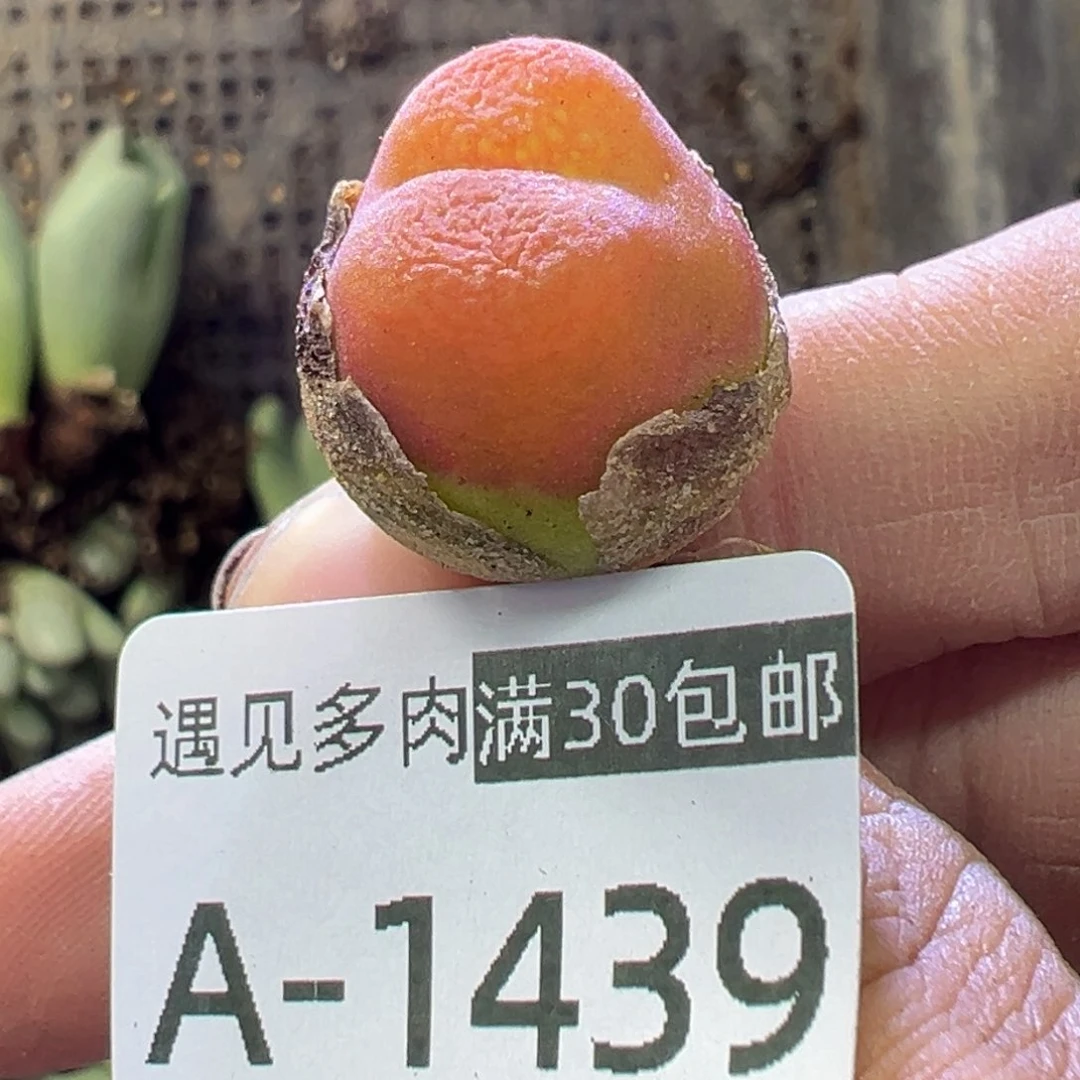 多肉植物1111111111111^_^