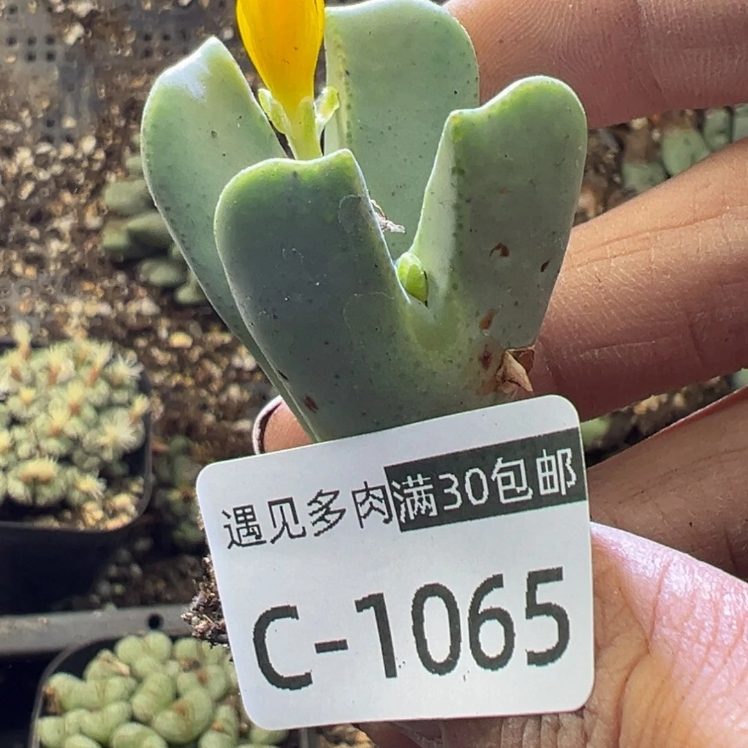 多肉植物1111111111111