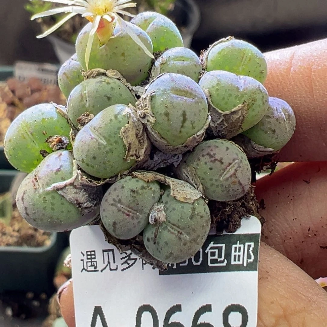 多肉植物111111111111