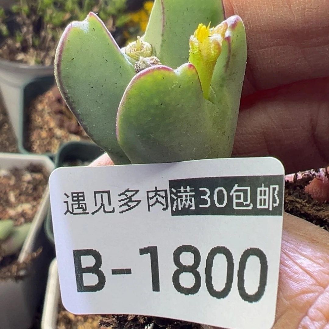 多肉植物1111111111111