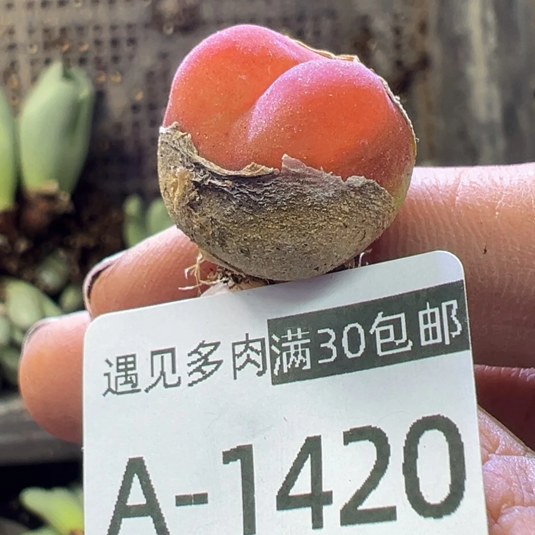 多肉植物1111111111111