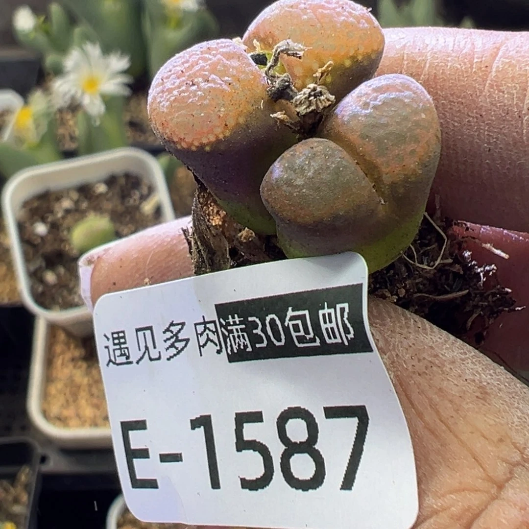 多肉植物11111111111111