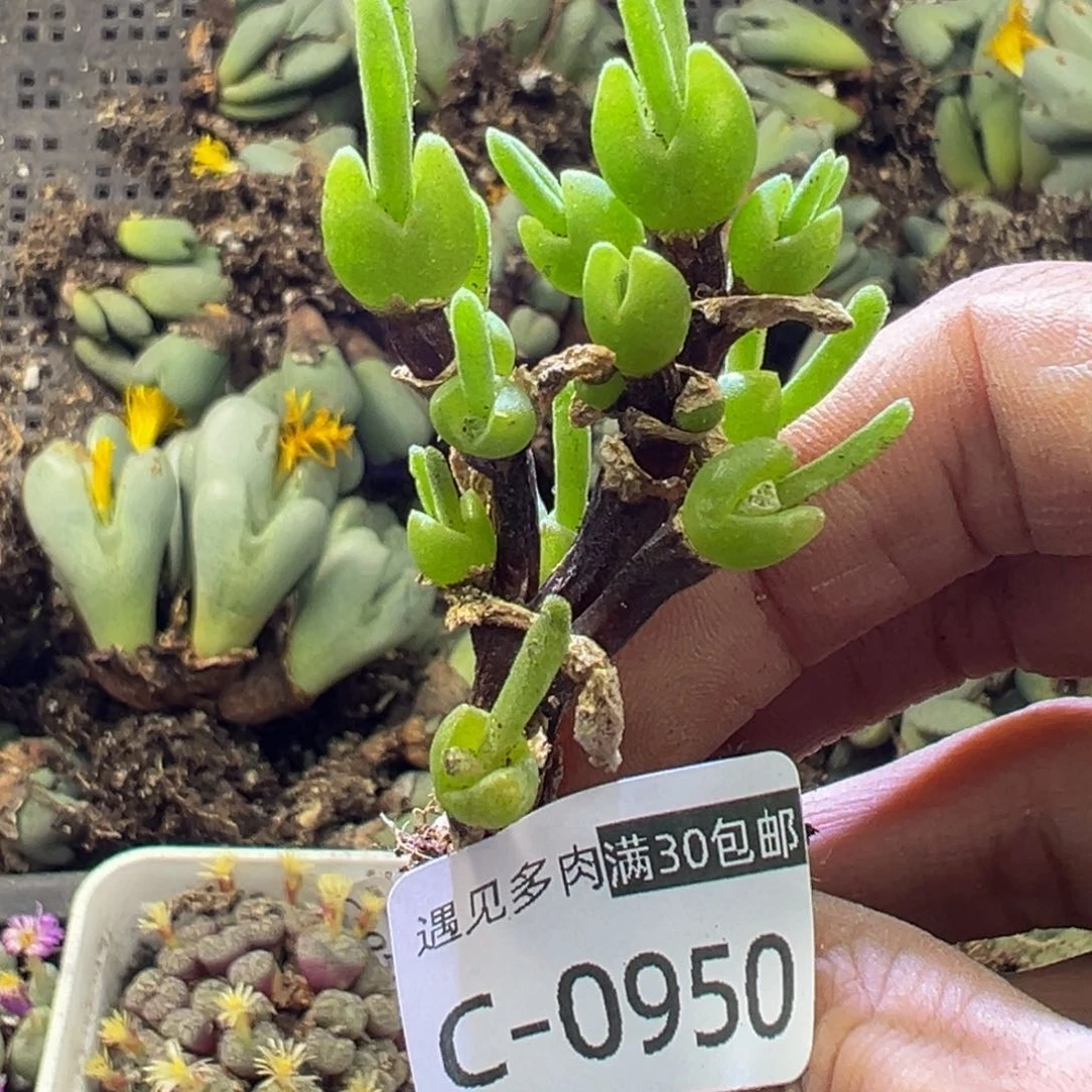 多肉植物11111111111111