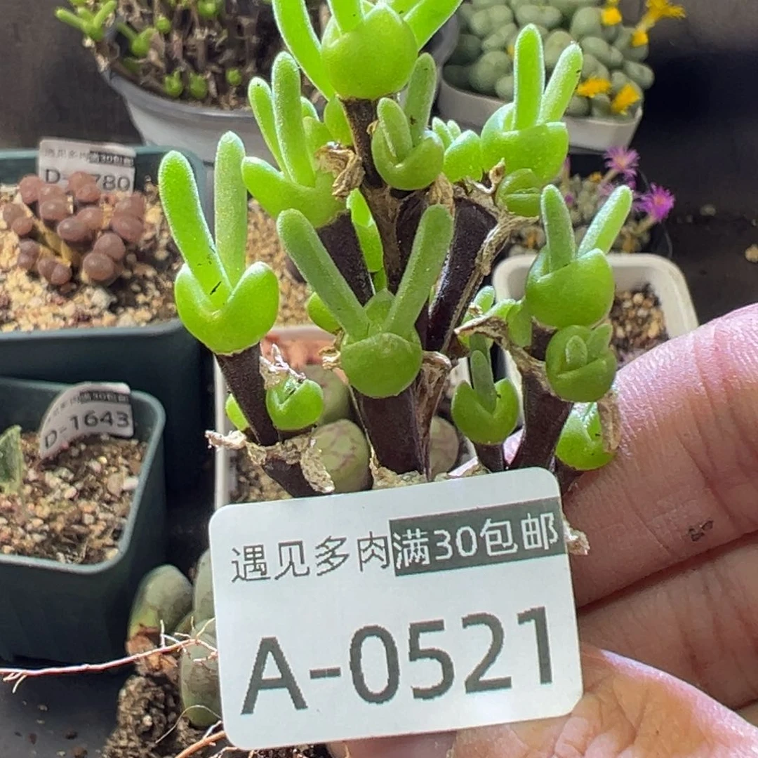 多肉植物111111111111111