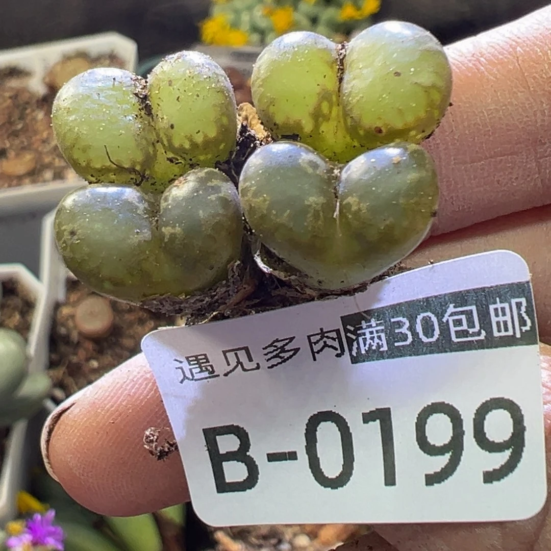 多肉植物1111111111111