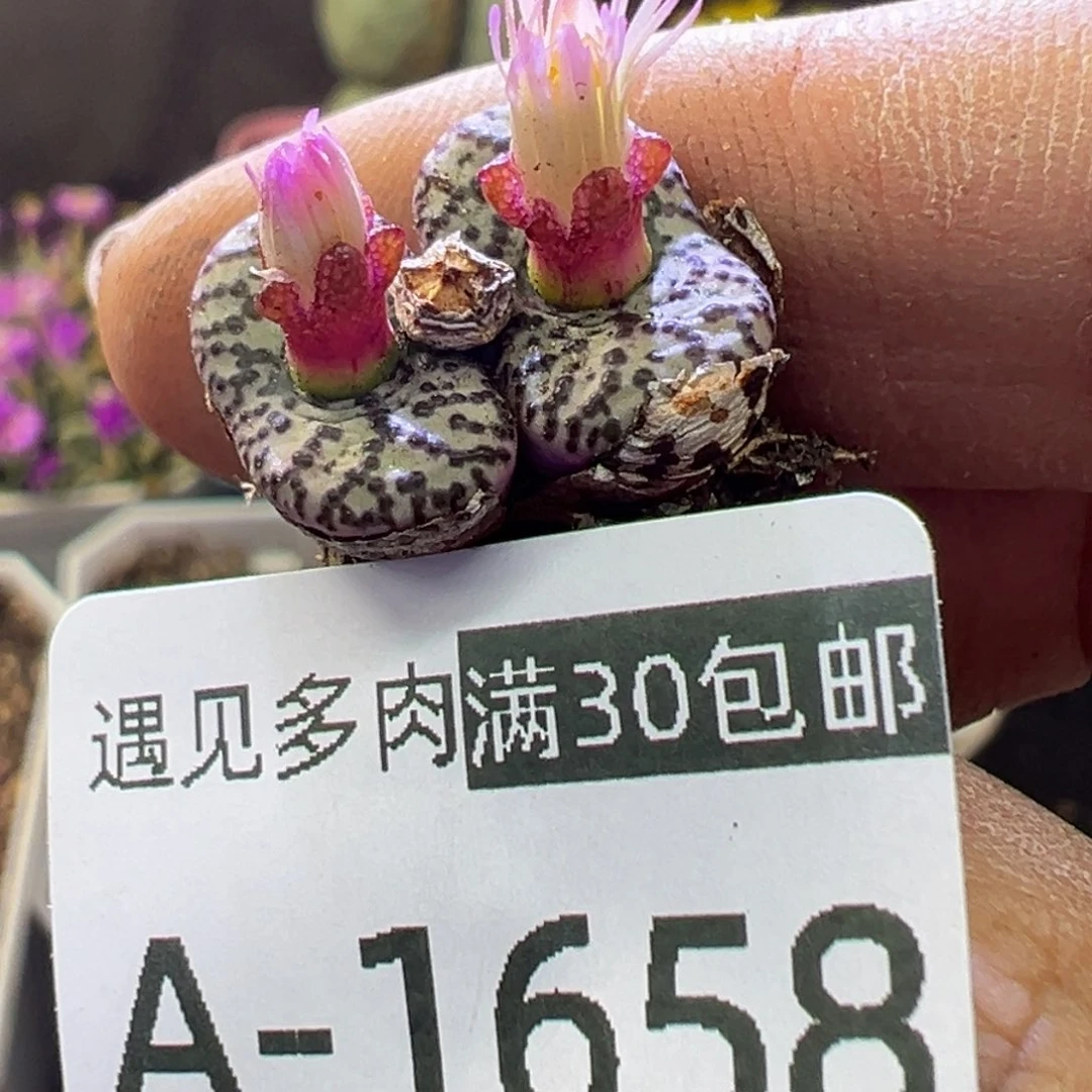 多肉植物1111111111111