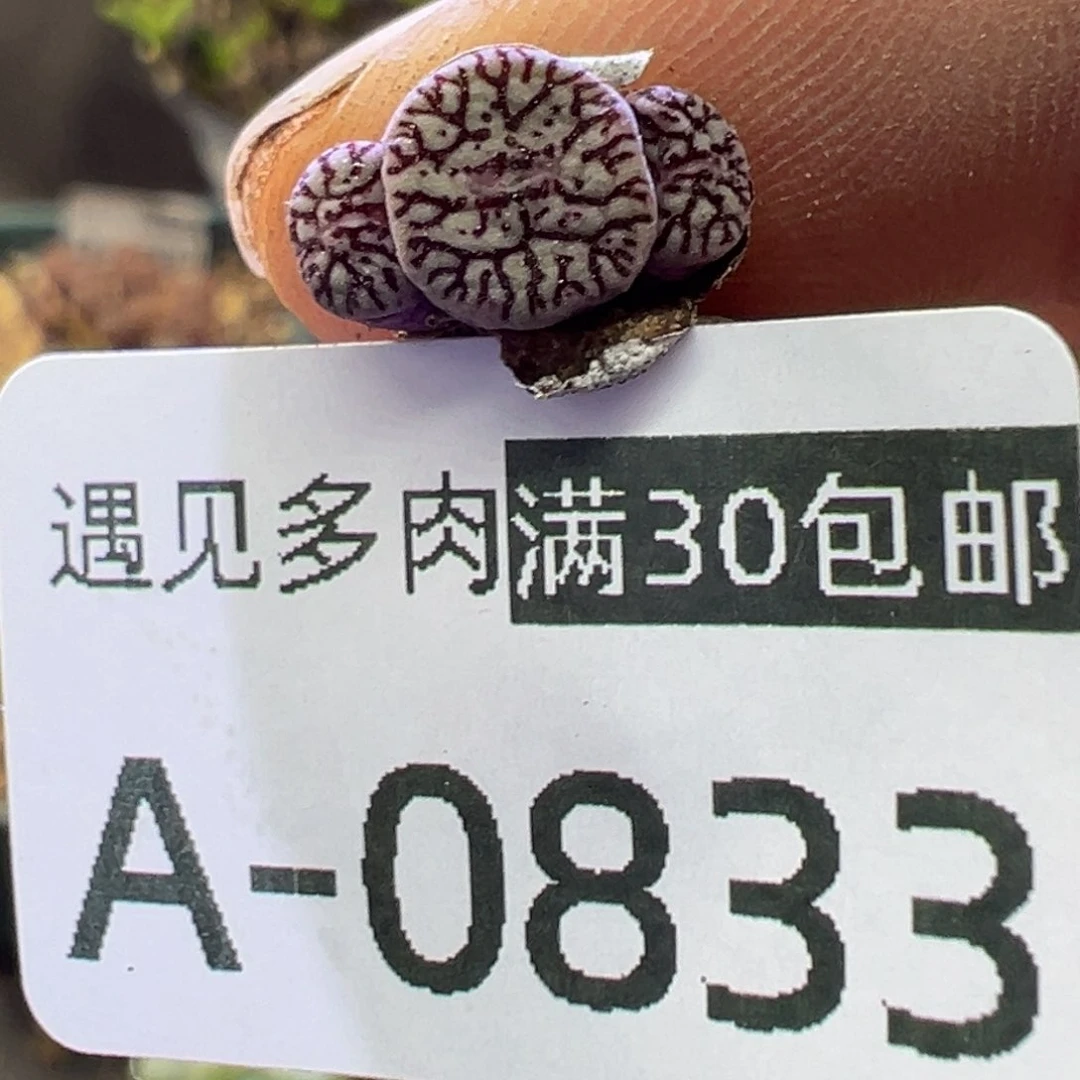 多肉植物1111111111111111