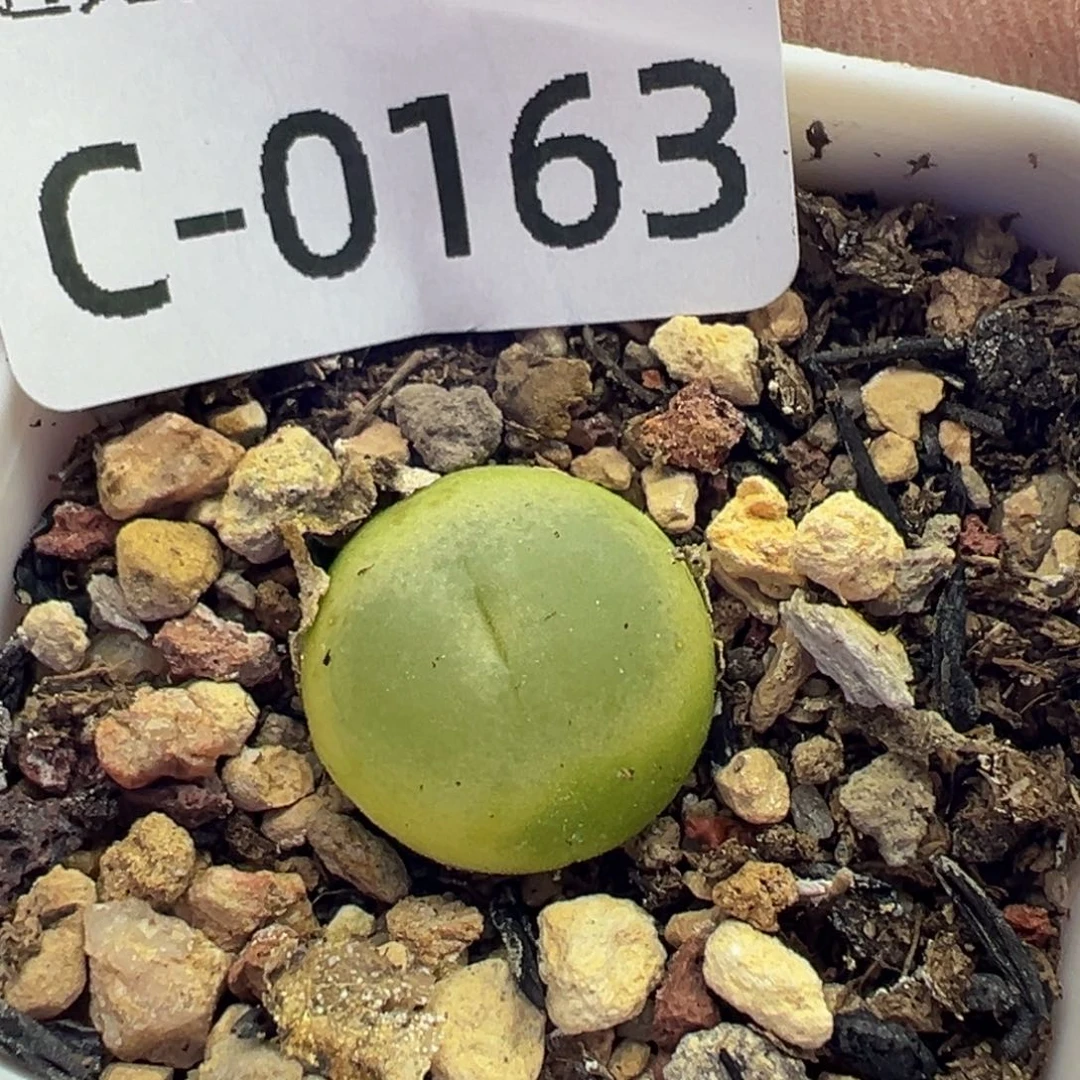 多肉植物1111111111111111