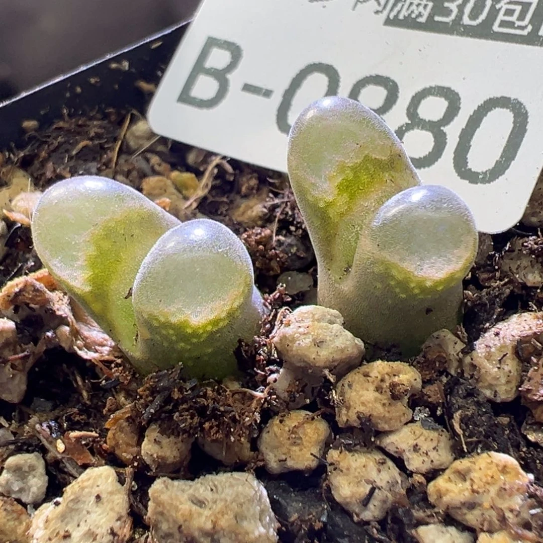 多肉植物111111111111