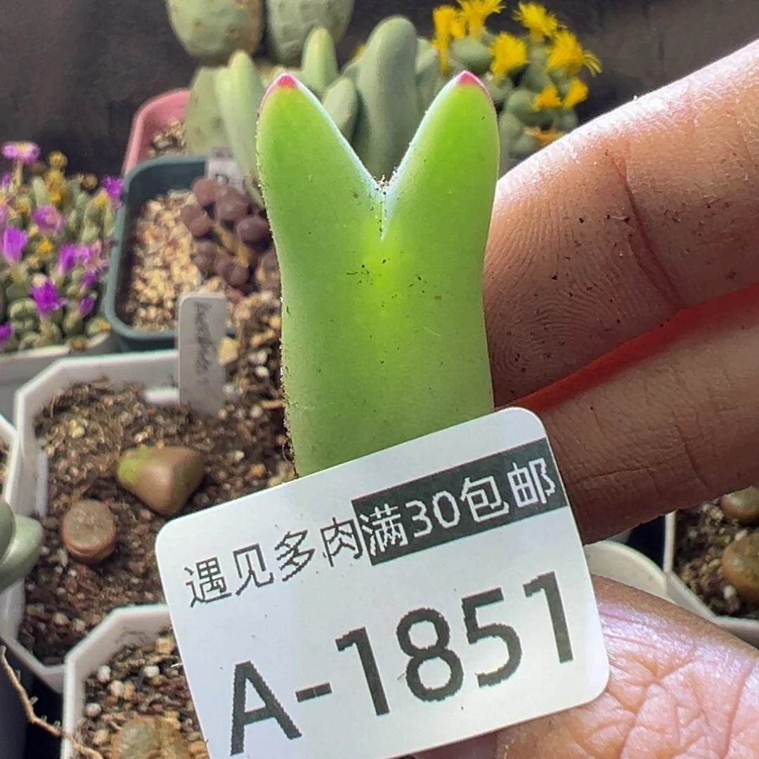 多肉植物111111111111111111