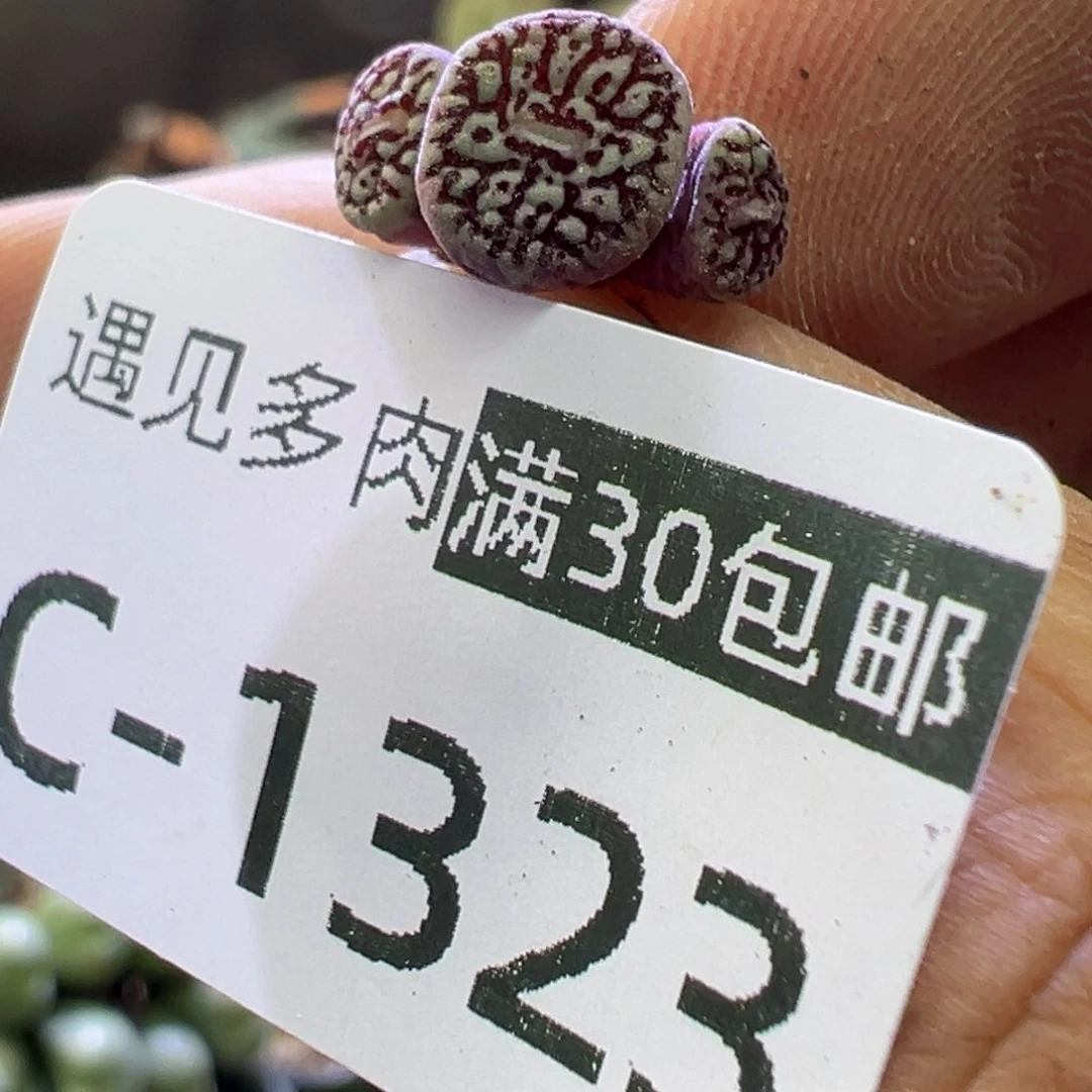 多肉植物1111111111111