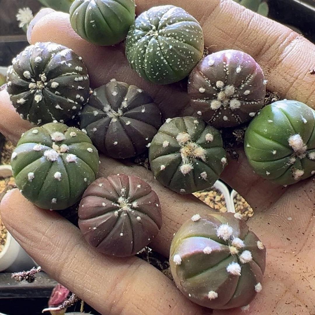 10课多肉植物11111111111111