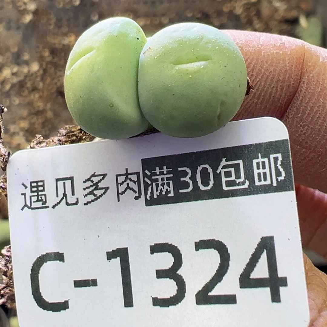 多肉植物1111111111111