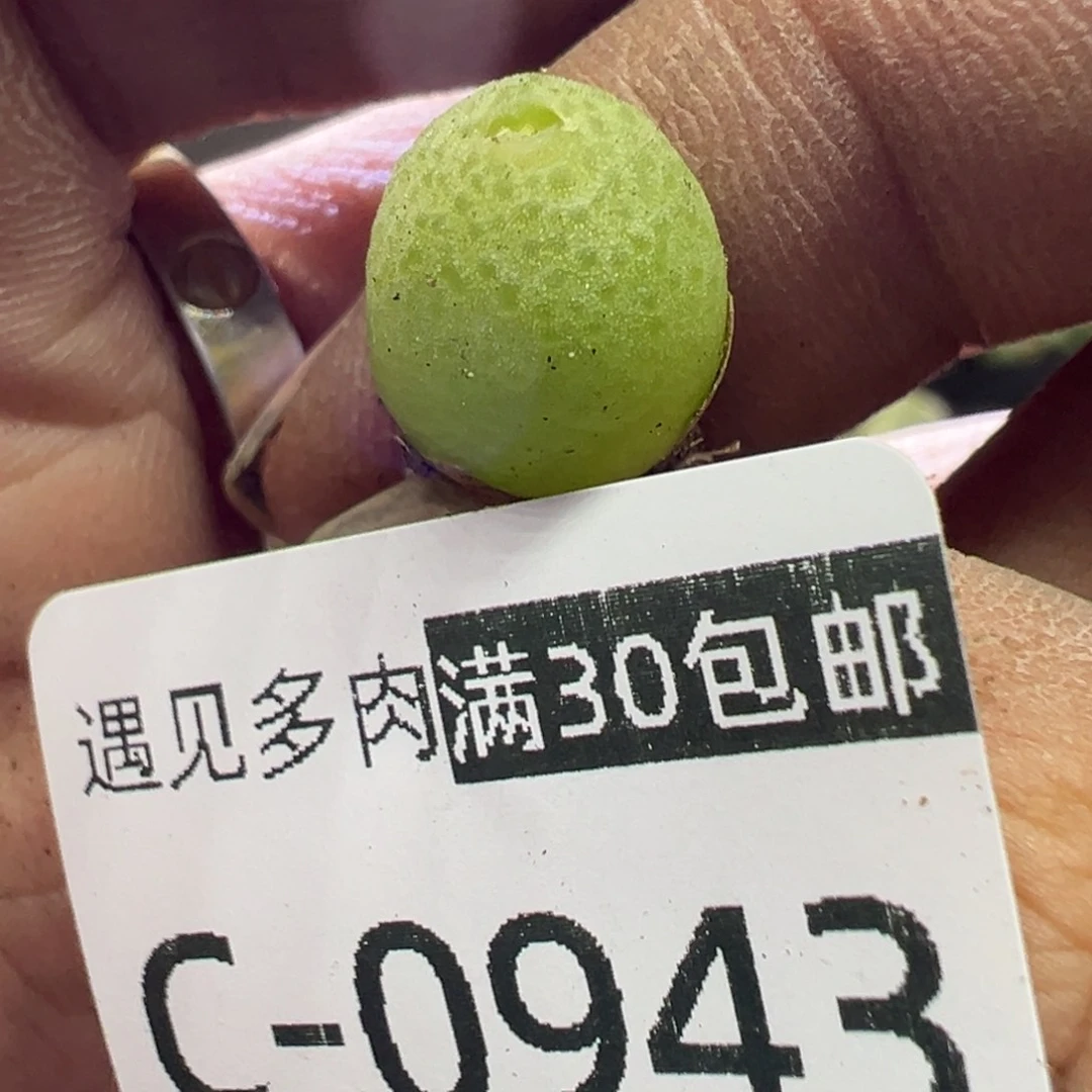 多肉植物11111111111111