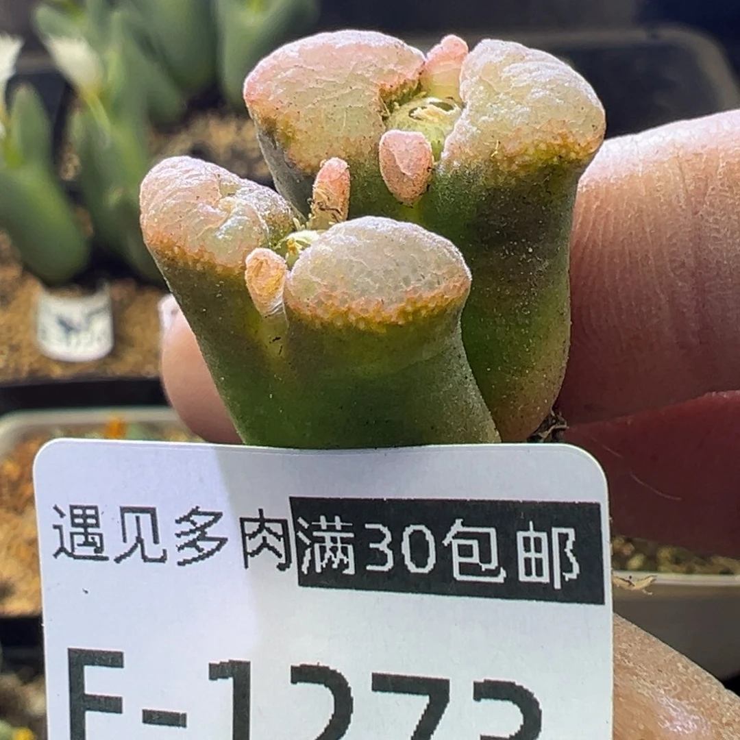 多肉植物11111111111111