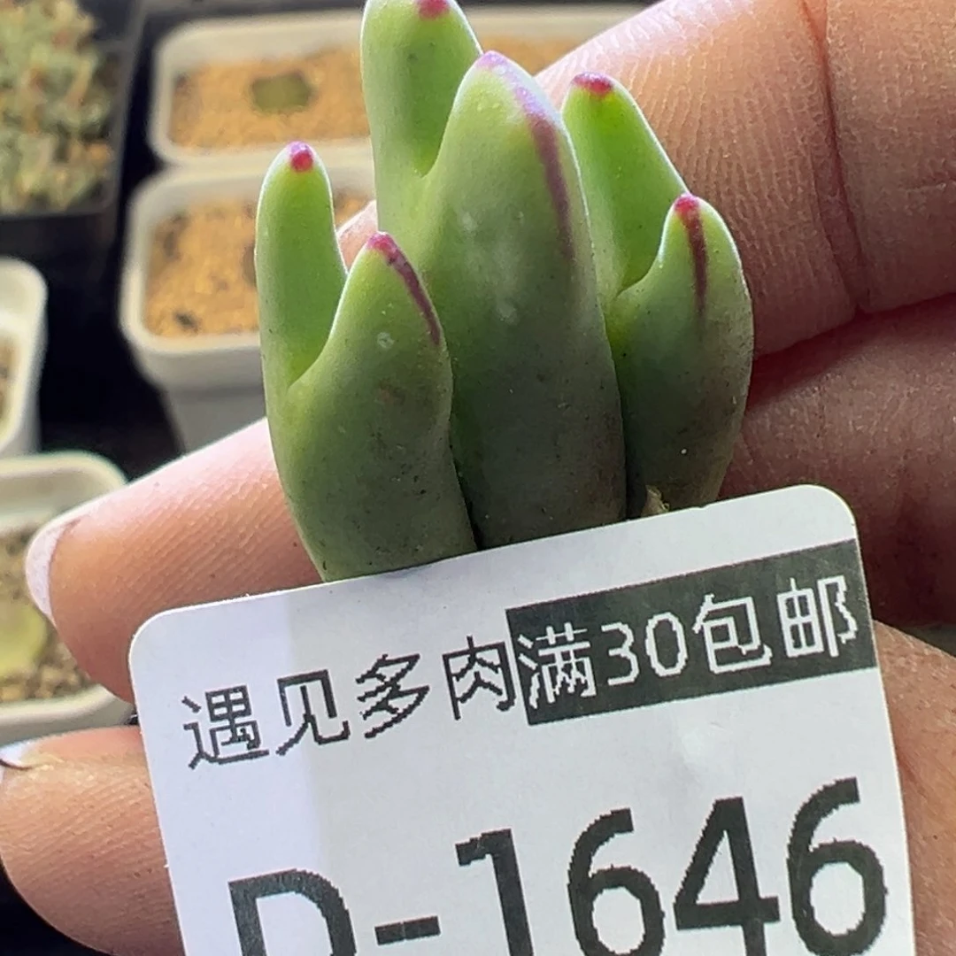 多肉植物1111111111111111