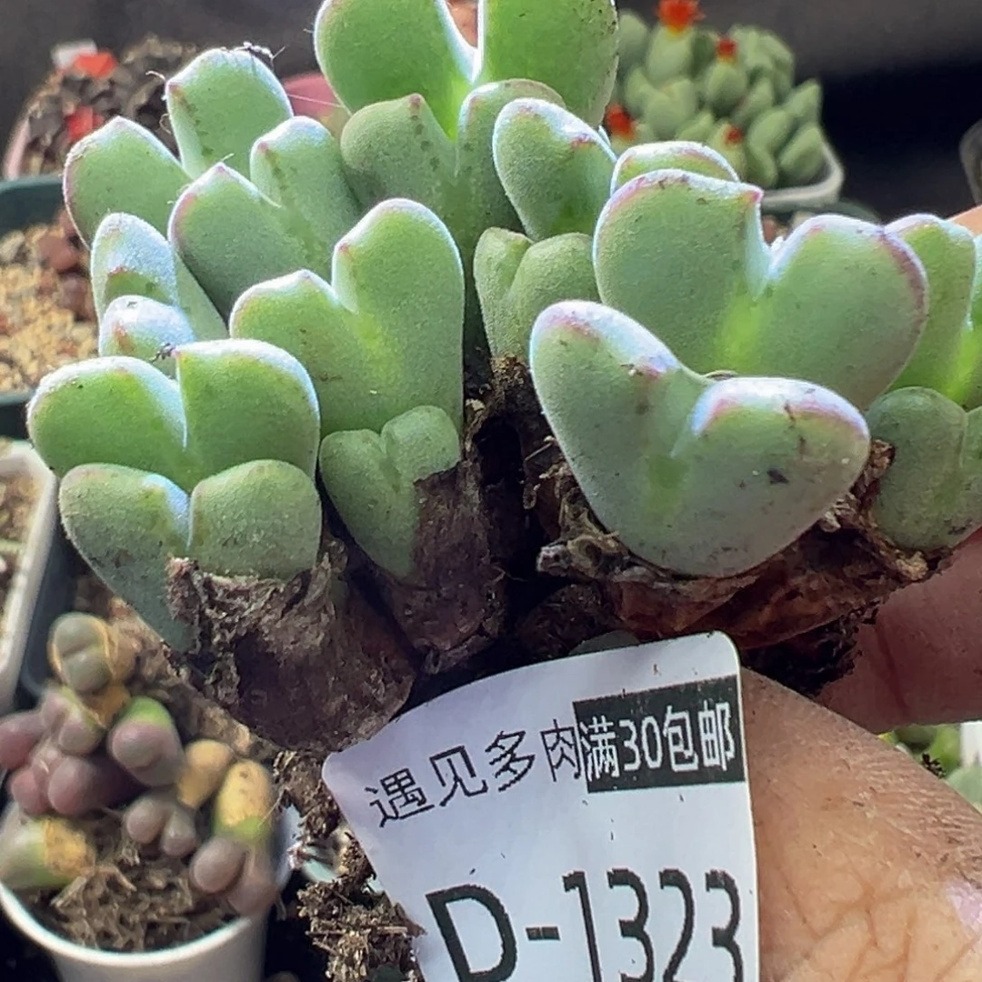 多肉植物1111111111