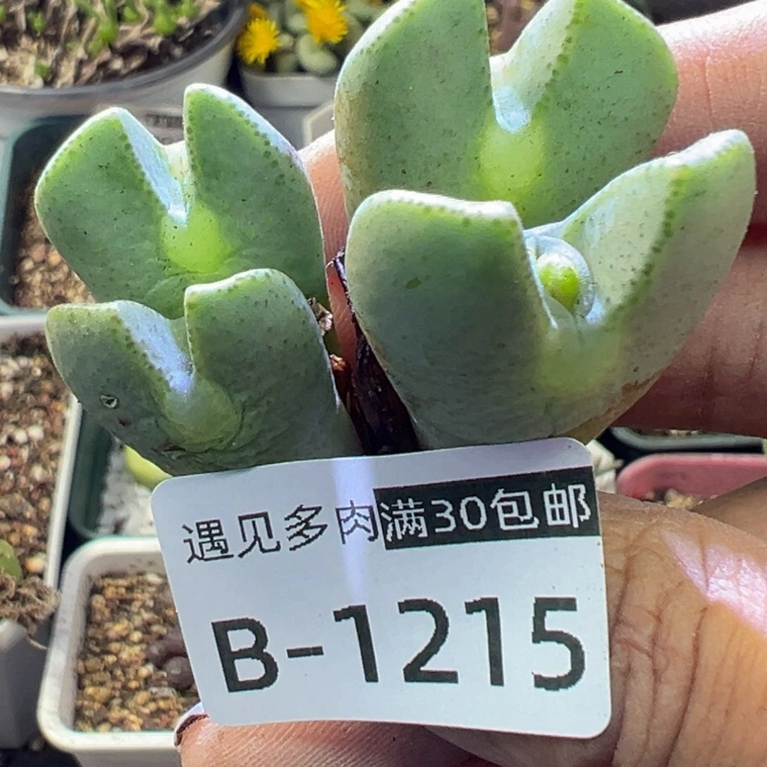 多肉植物1111111111111