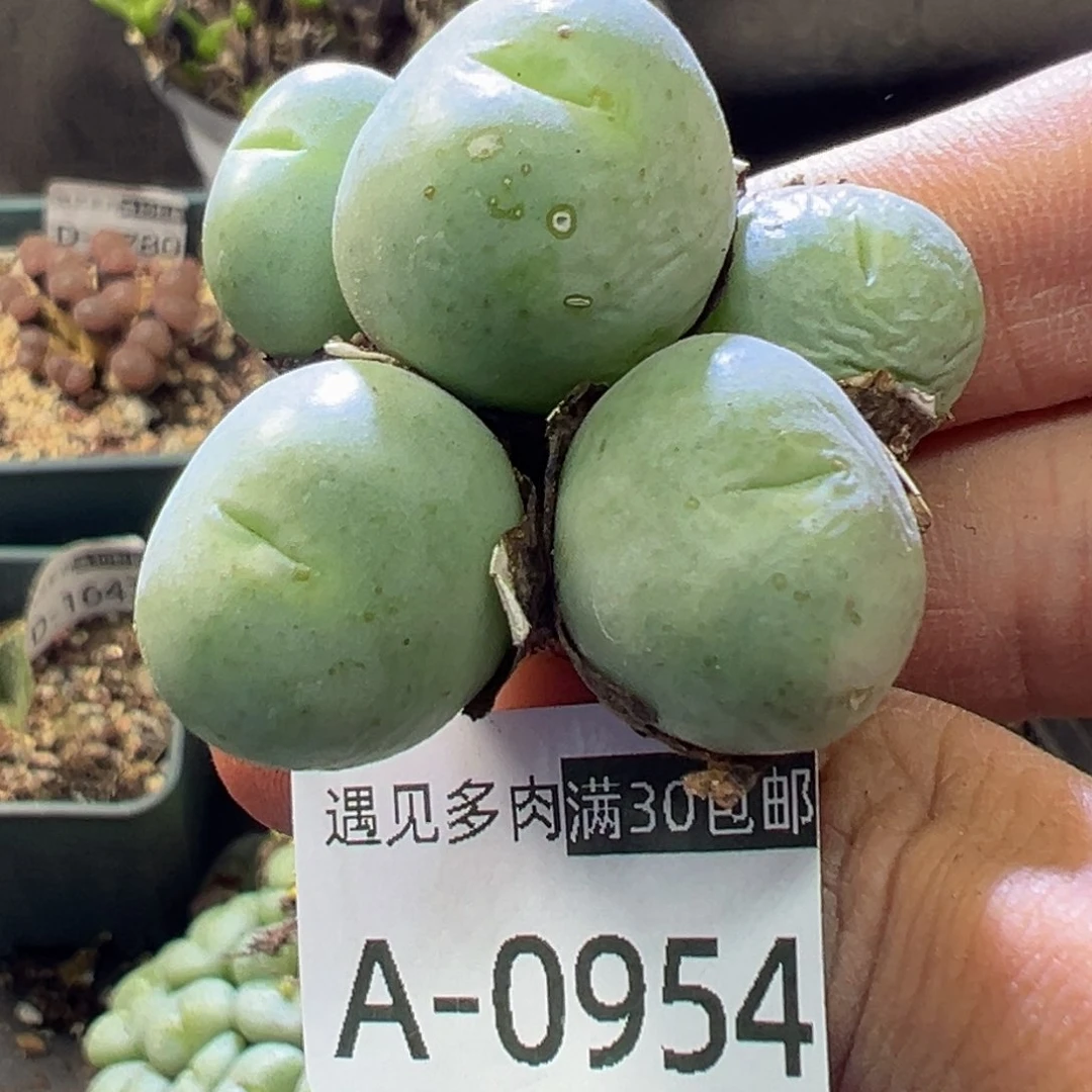 多肉植物1111111111111111