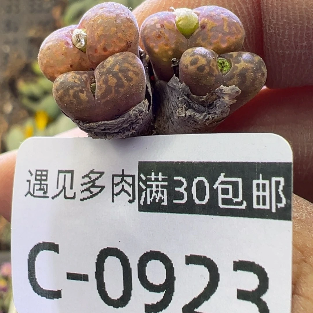 多肉植物1111111111111111