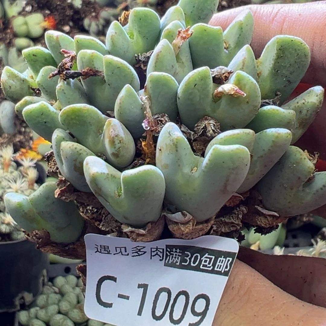 多肉植物11111111111111