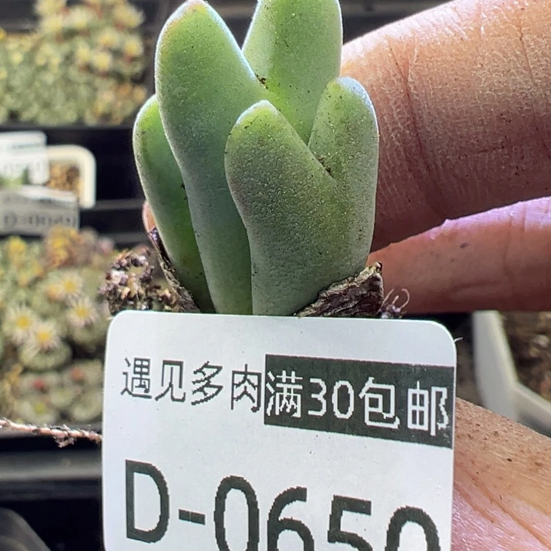 多肉植物1111111111111