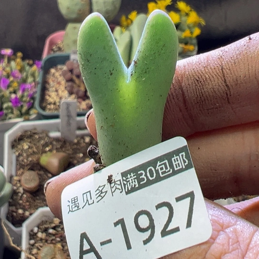 多肉植物11111111111111