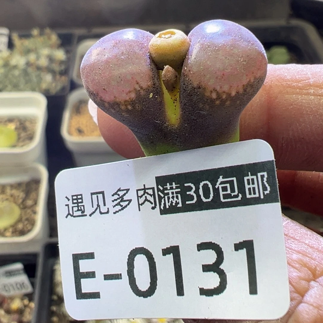 多肉植物11111111111111