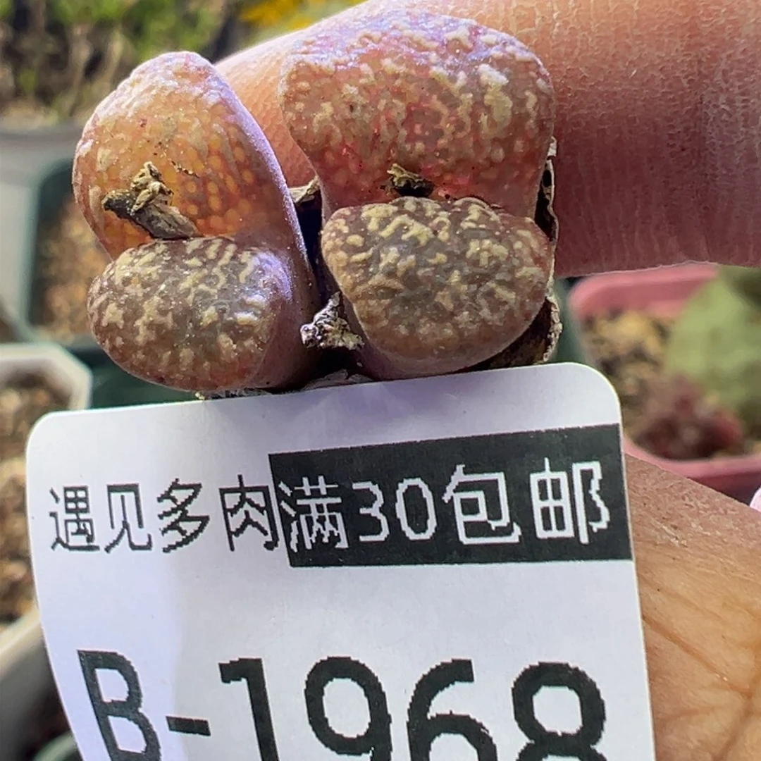 多肉植物11111111111111