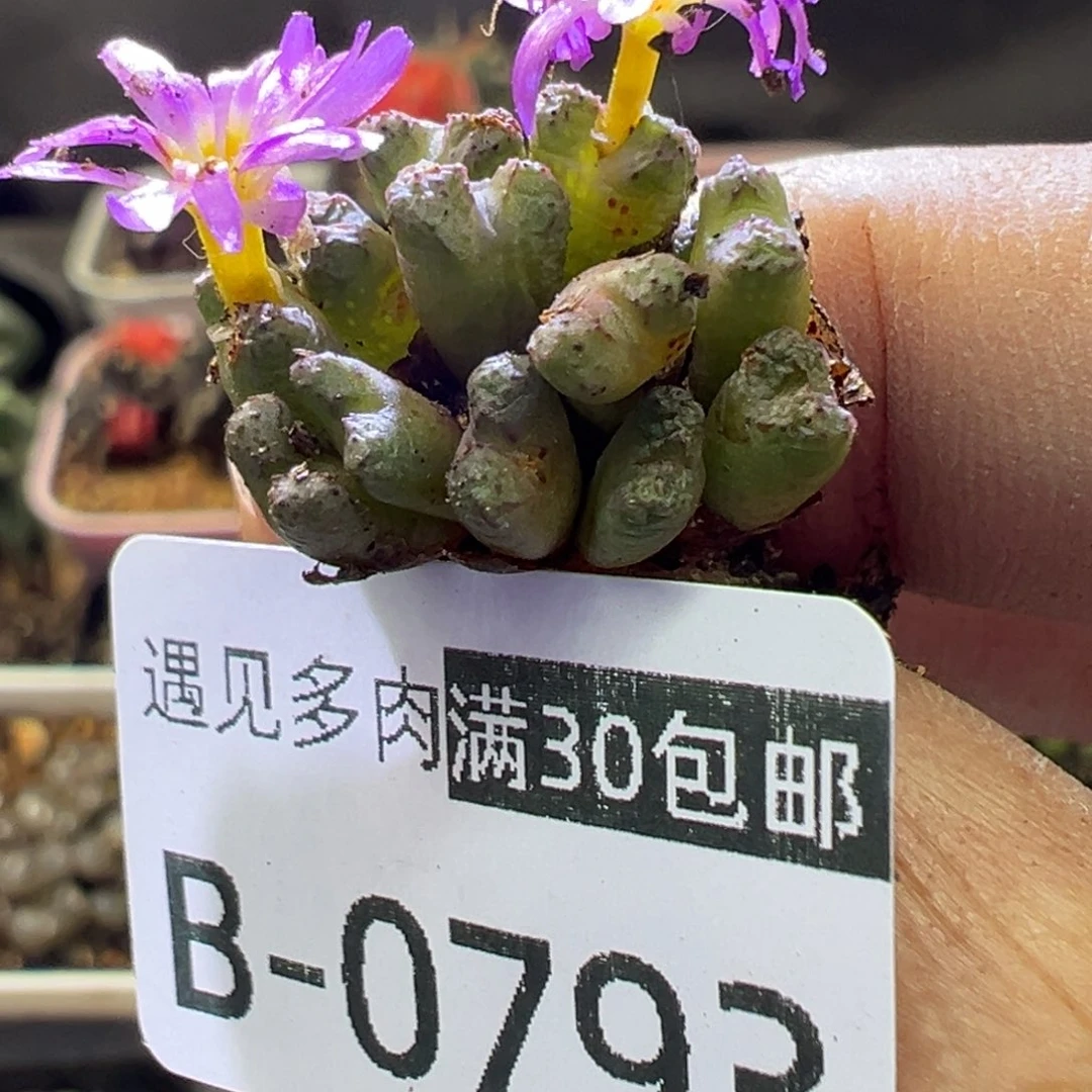 多肉植物11111111111111111