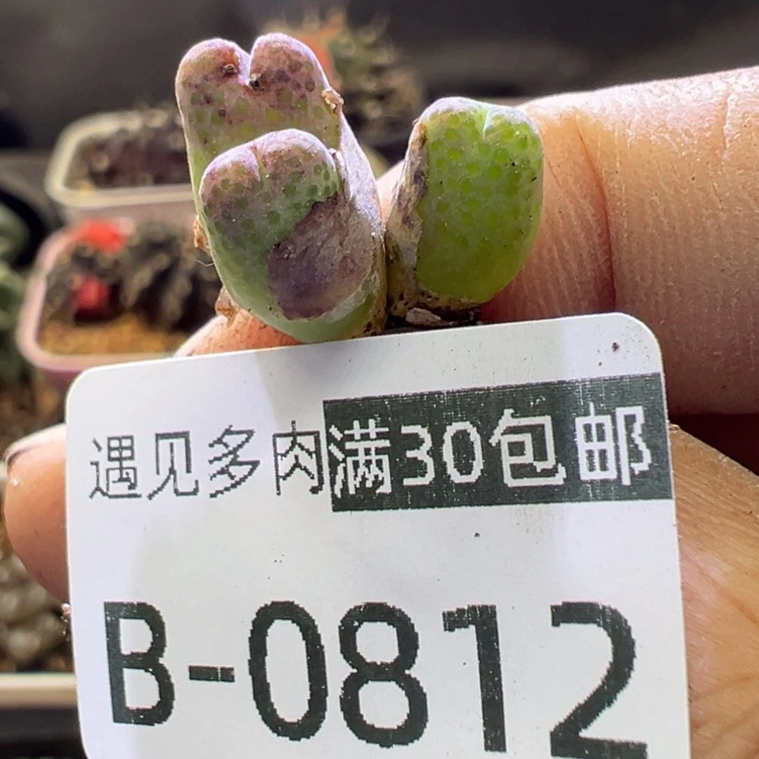 多肉植物11111111111111111