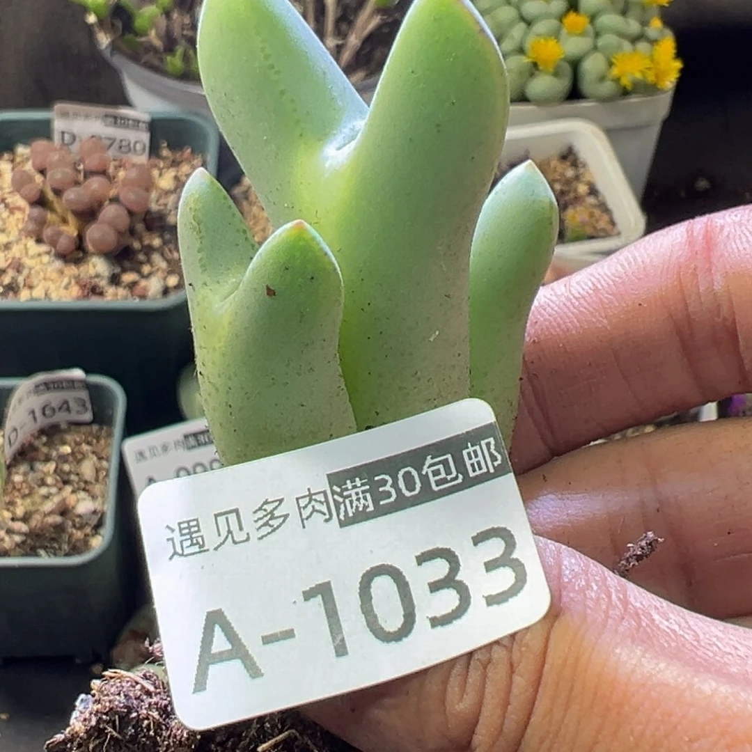 多肉植物111111111111111