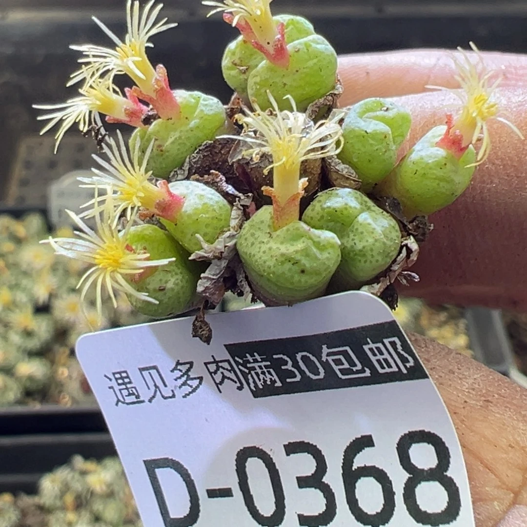 多肉植物11111111111111