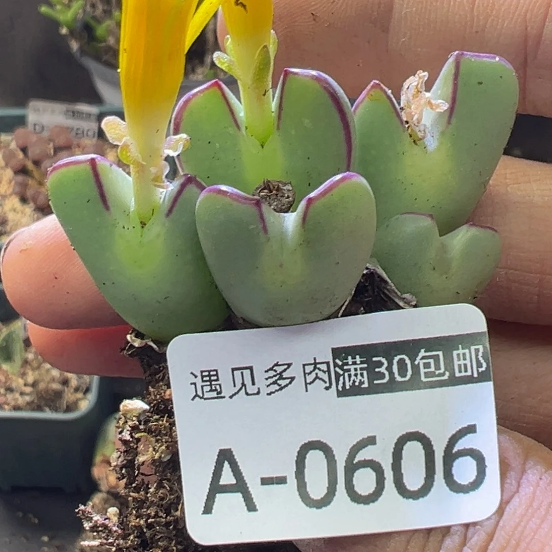 多肉植物111111111111111