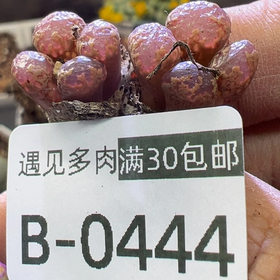 多肉植物1111111111111111