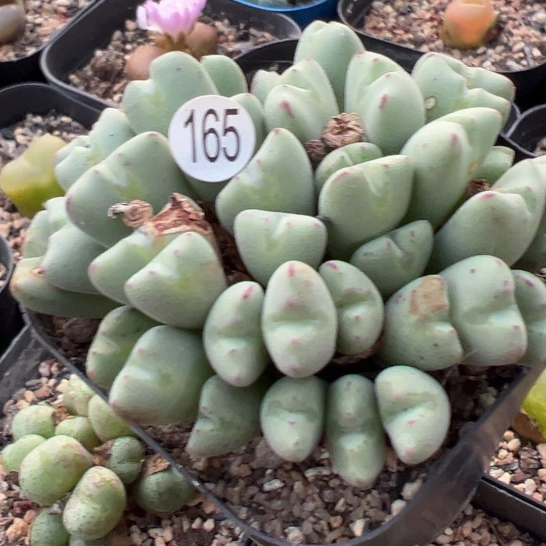 多肉植物11111111111111111