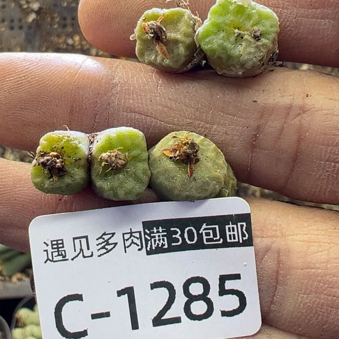 多肉植物1111111111111111