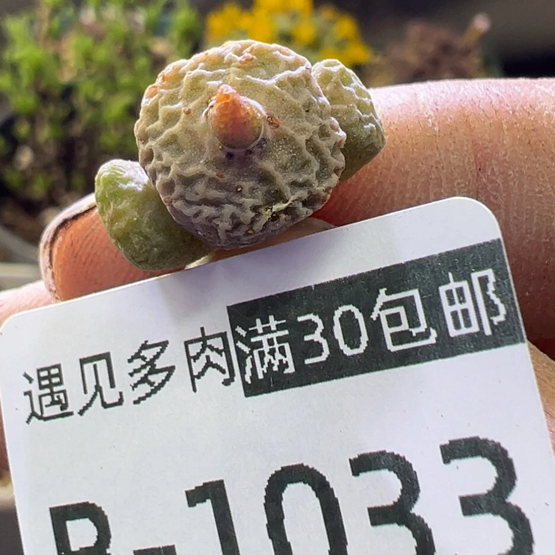 多肉植物11111111111111