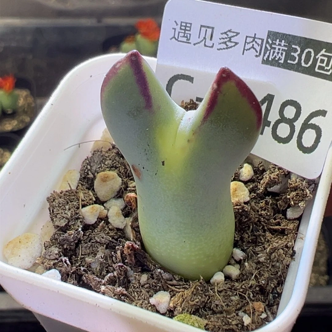 多肉植物1111111111111