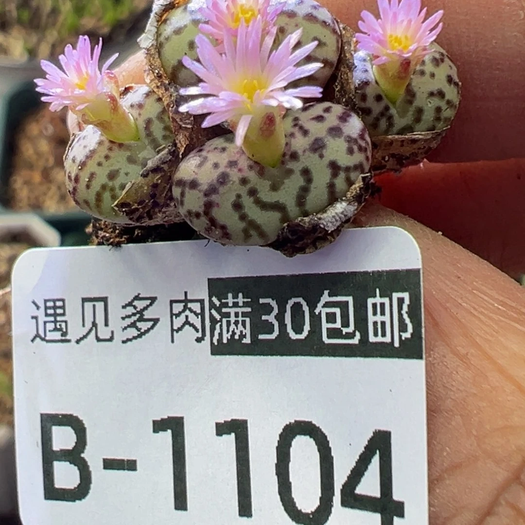 多肉植物11111111111111111