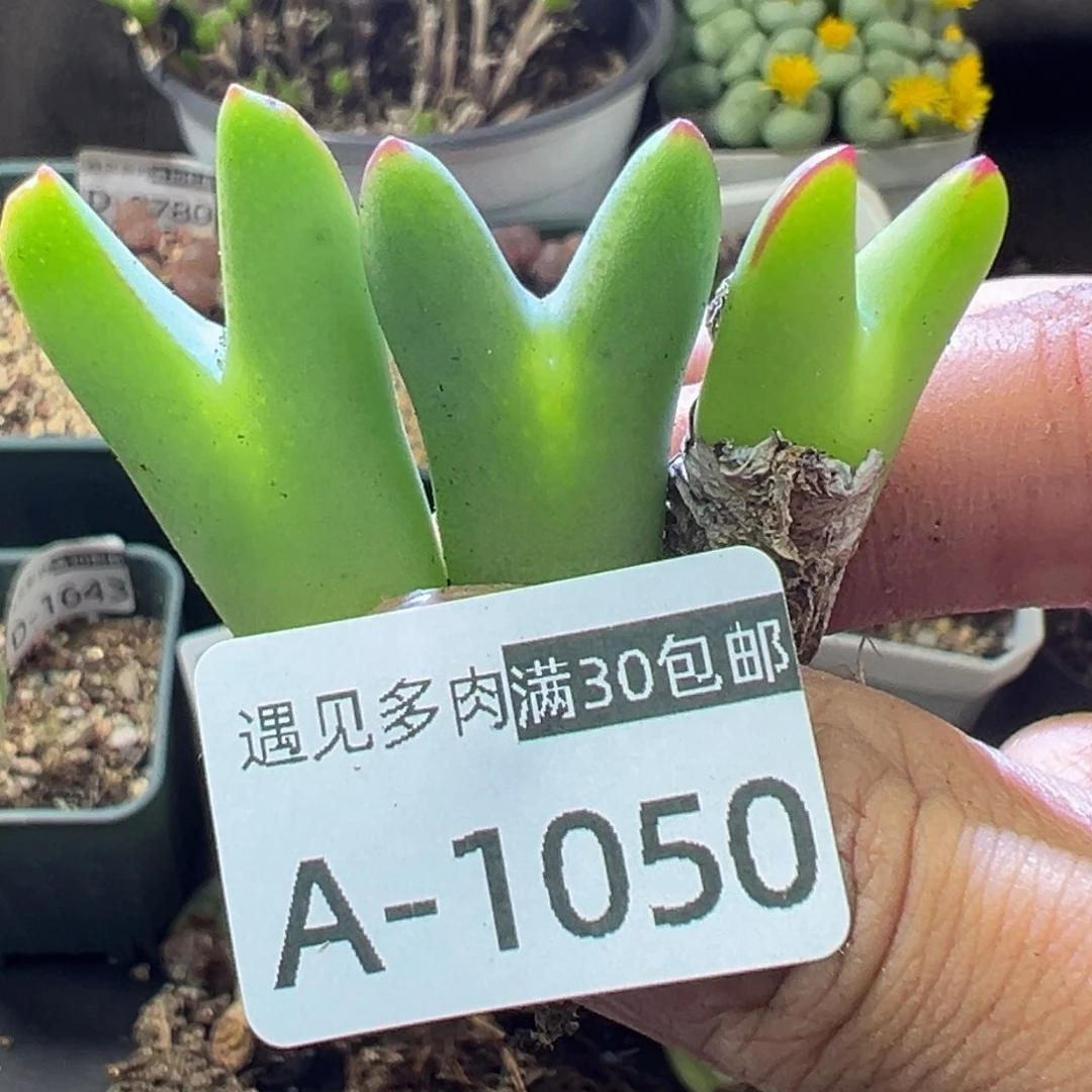 多肉植物111111111111111