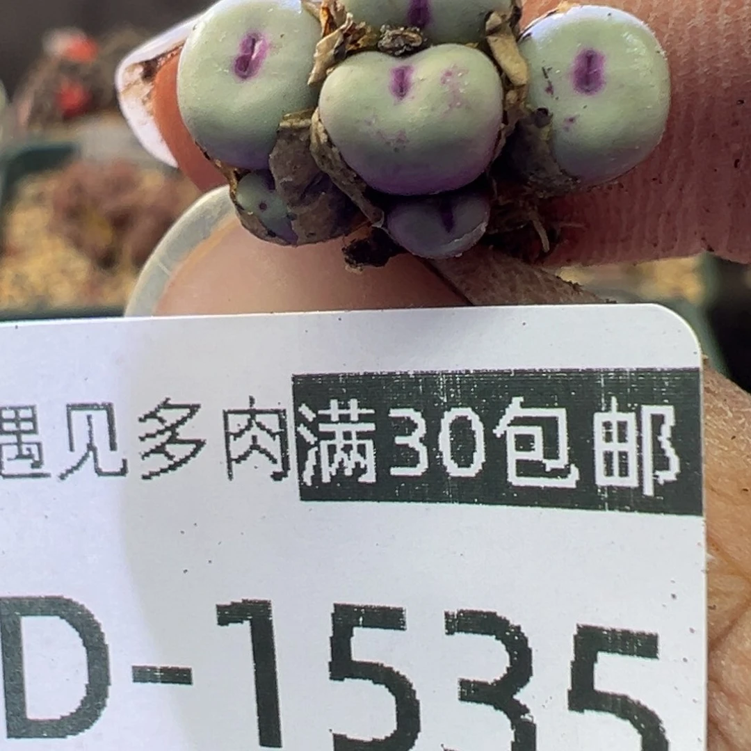 多肉植物1111111111111