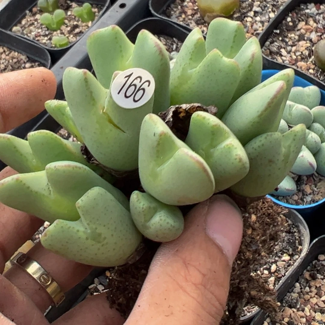 多肉植物11111111111111111